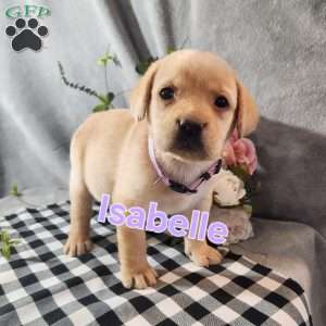 Isabelle, Fox Red Labrador Retriever Puppy